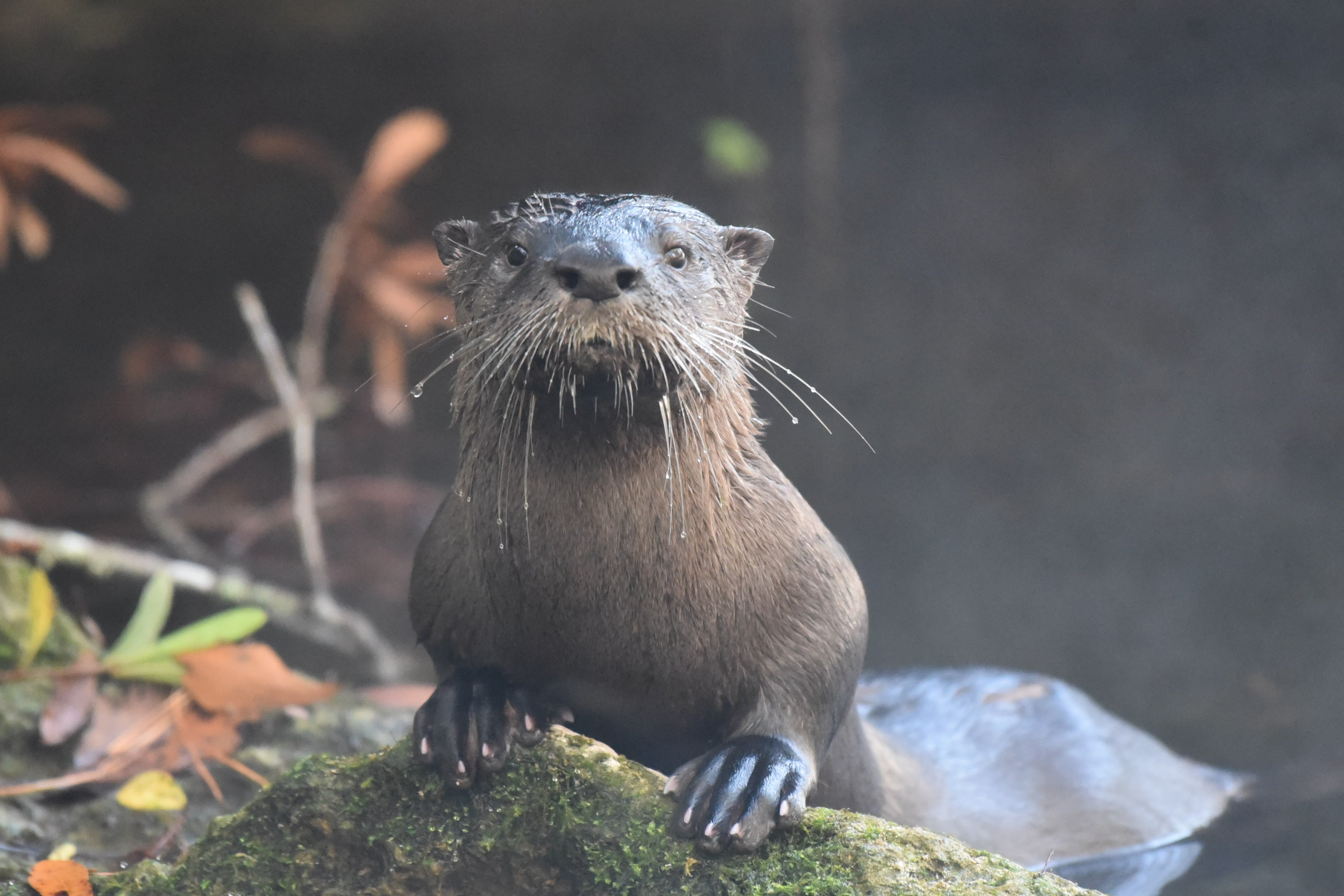 otters-at-ichetucknee-springs-florida-state-parks